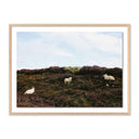 Luxe Canvas Sheep In Heather by Wesley and Emma Teague - 40X30 White Oak