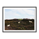 Luxe Canvas Sheep In Heather by Wesley and Emma Teague - 32X24 Black Maple