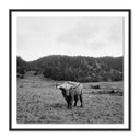 Aetheria Highlander Elk Ca by Wesley and Emma Teague - 24X24 Black Maple Framed Paper