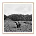 Aetheria Highlander Elk Ca by Wesley and Emma Teague - 32X32 White Oak Framed Paper