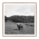 Aetheria Highlander Elk Ca by Wesley and Emma Teague - 24X24 Rustic Walnut Framed Paper