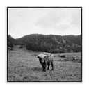 Aetheria Highlander Elk Ca by Wesley and Emma Teague - 32X32 White Maple Floater Framed Metal