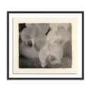 Aether Orchids by Platinum Revival - 32X285 Black Maple