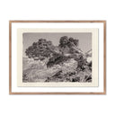 Aurelian Juniper Gampi by Platinum Revival - 32X245 Rustic Walnut