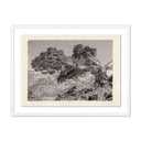 Aurelian Juniper Gampi by Platinum Revival - 32X245 White Maple