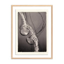 Oceanic Delight Jellies 4 by Platinum Revival - 245X32 White Oak