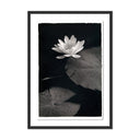 Aetherial Water Lilly - Kozo by Platinum Revival - 175X24 Black Maple