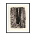 Aetherial Redwoods Magical Portal by Platinum Revival - 38X48 Black Maple