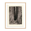 Aetherial Redwoods Magical Portal by Platinum Revival - 255X32 White Oak