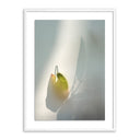 Veridian Collection Flower Room by Fountain Grass Studios - 40X60 White Maple