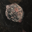 Verity Ballad Of La Rosa by Paul Meyer - 395X60