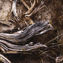 Aetheria Bough by Shade Degges - 60X40