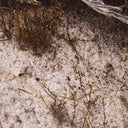 Aetheria Bough by Shade Degges - 32X24