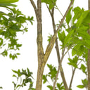 Luxe Living Faux Pieris Tree - 95