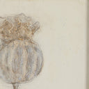 Aetherial Poppy Crema by Paul Meyer - 24X32