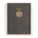 Poppy Noche by Paul Meyer - 18X24