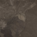 Natures Charm Pinecorn I by Kimmy Quillin - 36X48