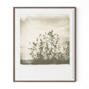 Vivid Sunflowers by Darden Smith - 40X48 Rustic Walnut