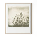 Vivid Sunflowers by Darden Smith - 335X40 White Oak