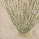 Aesthetica Ocotillo by Paul Meyer - 18X24