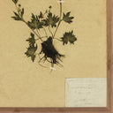 Verano Petite Study No V by Hannah Winters - 24X32