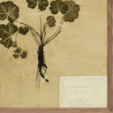 Aurelian Petite Study Triptych by Hannah Winters - 435X18