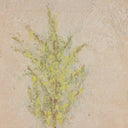Aurelia Desert Flora Triptych by Paul Meyer - 54X24