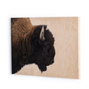 Luminara American Bison by Getty Images - 60X40
