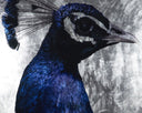 THE PEACOCK - Default Title
